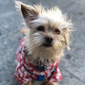 Meet your Posher, Collin